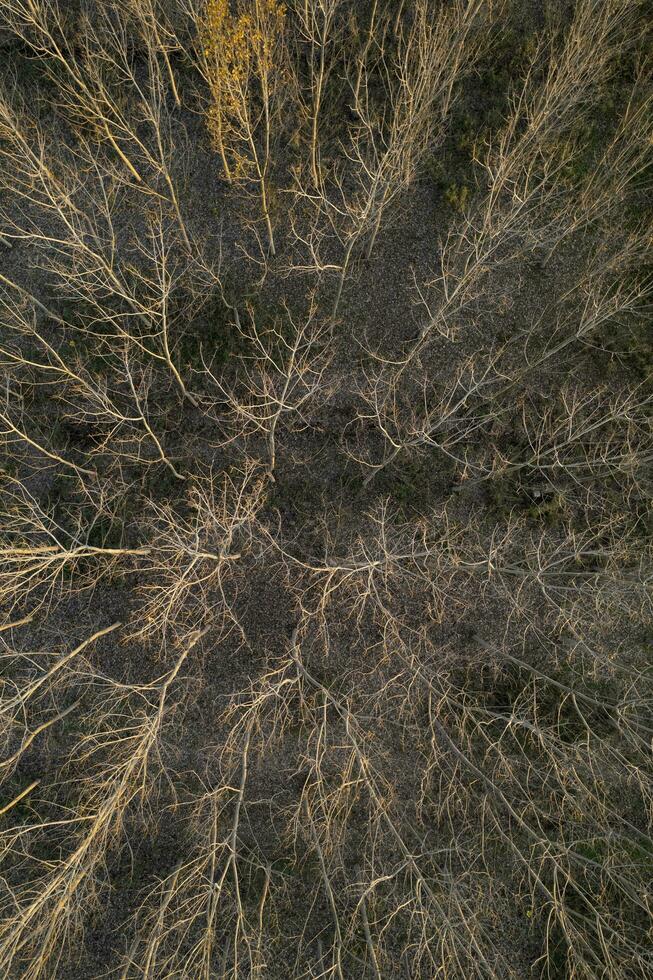 Aerial view of a forest with bare trees in the winter season photo