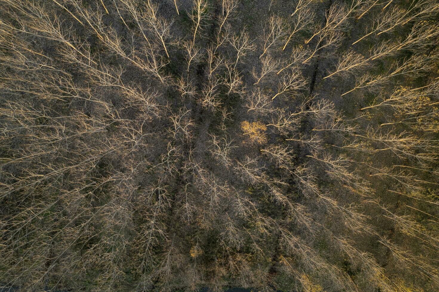 Aerial view of a forest with bare trees in the winter season photo