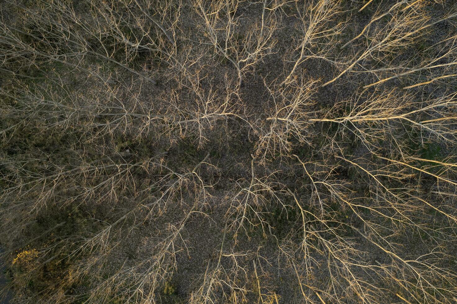 Aerial view of a forest with bare trees in the winter season photo