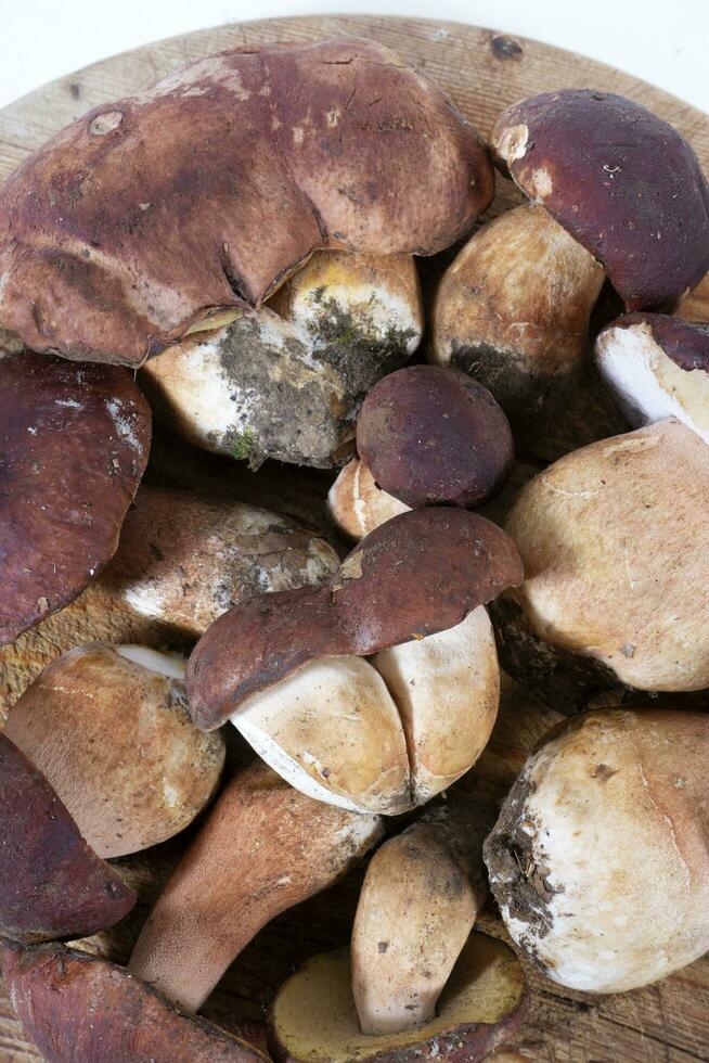 Presentation of the freshly harvested whole porcini mushroom photo