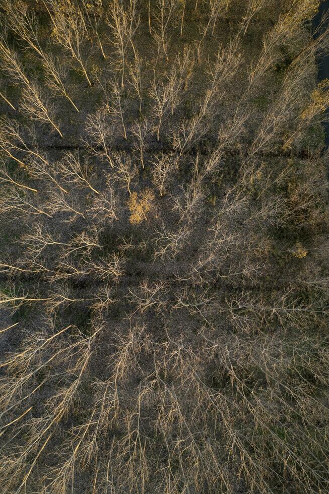 Aerial view of a forest with bare trees in the winter season photo