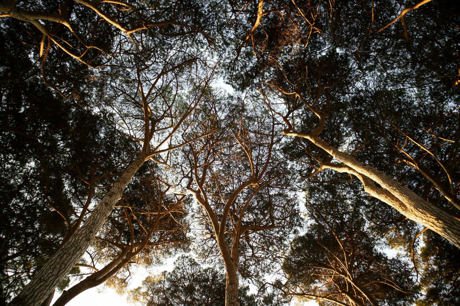 View of the under canopy of the pine forest at dawn photo