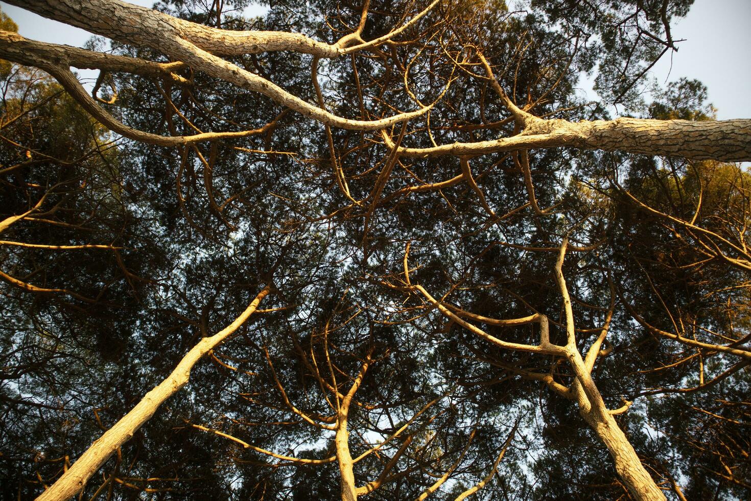 View of the under canopy of the pine forest at dawn photo