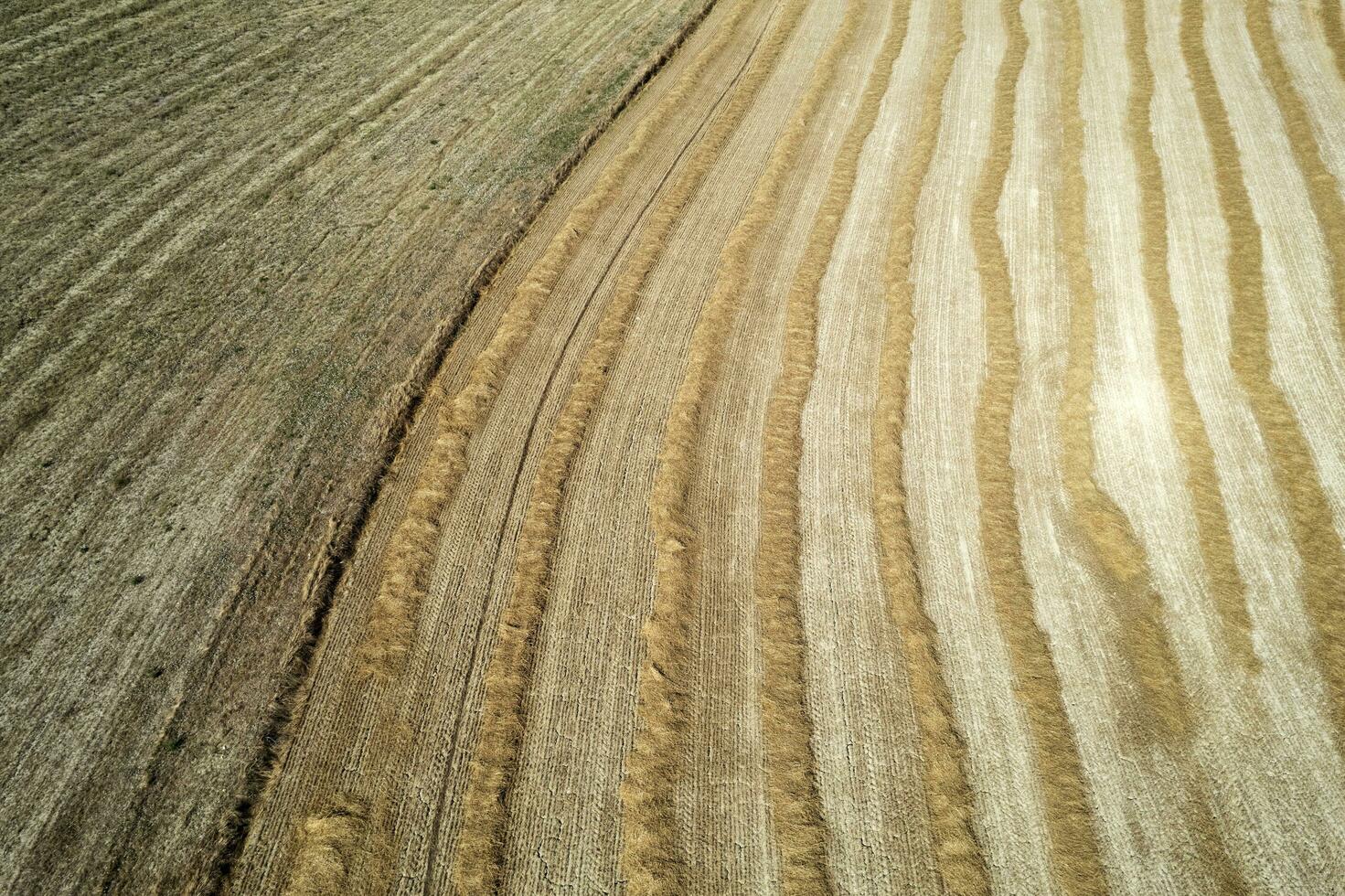 Aerial shot of a straw field left to dry photo