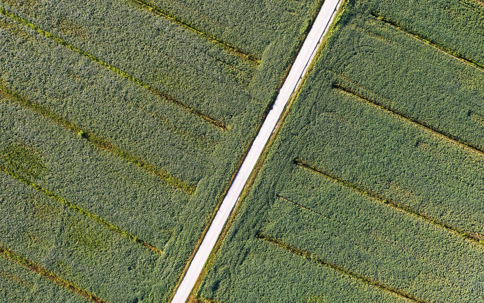 Aerial view of a field dedicated to soybean cultivation photo