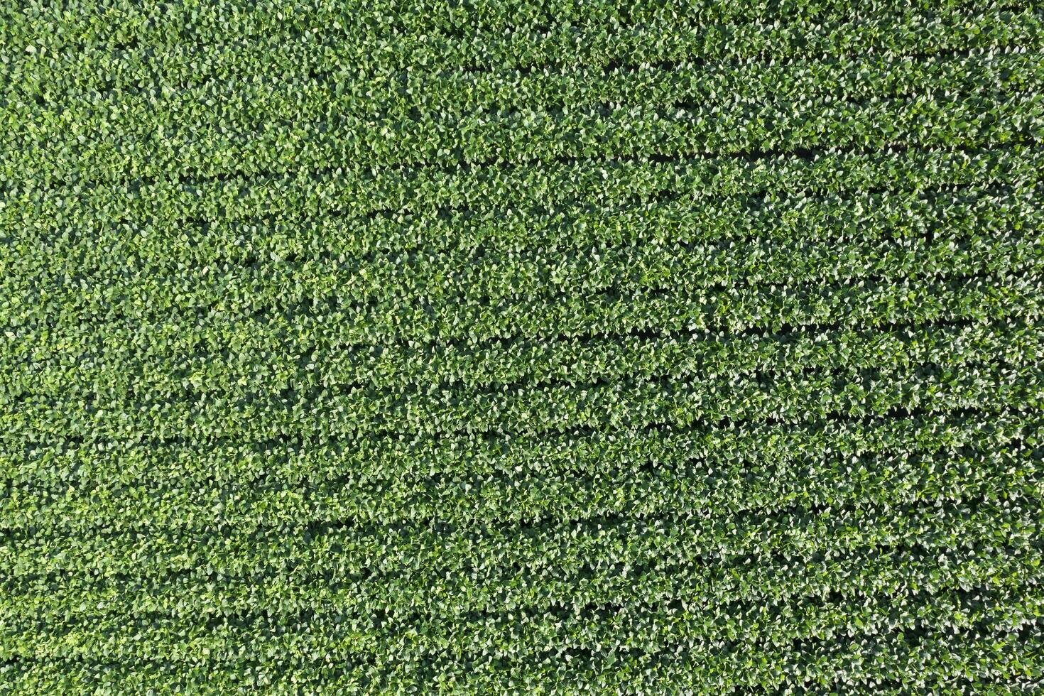 Aerial view of a field dedicated to soybean cultivation photo