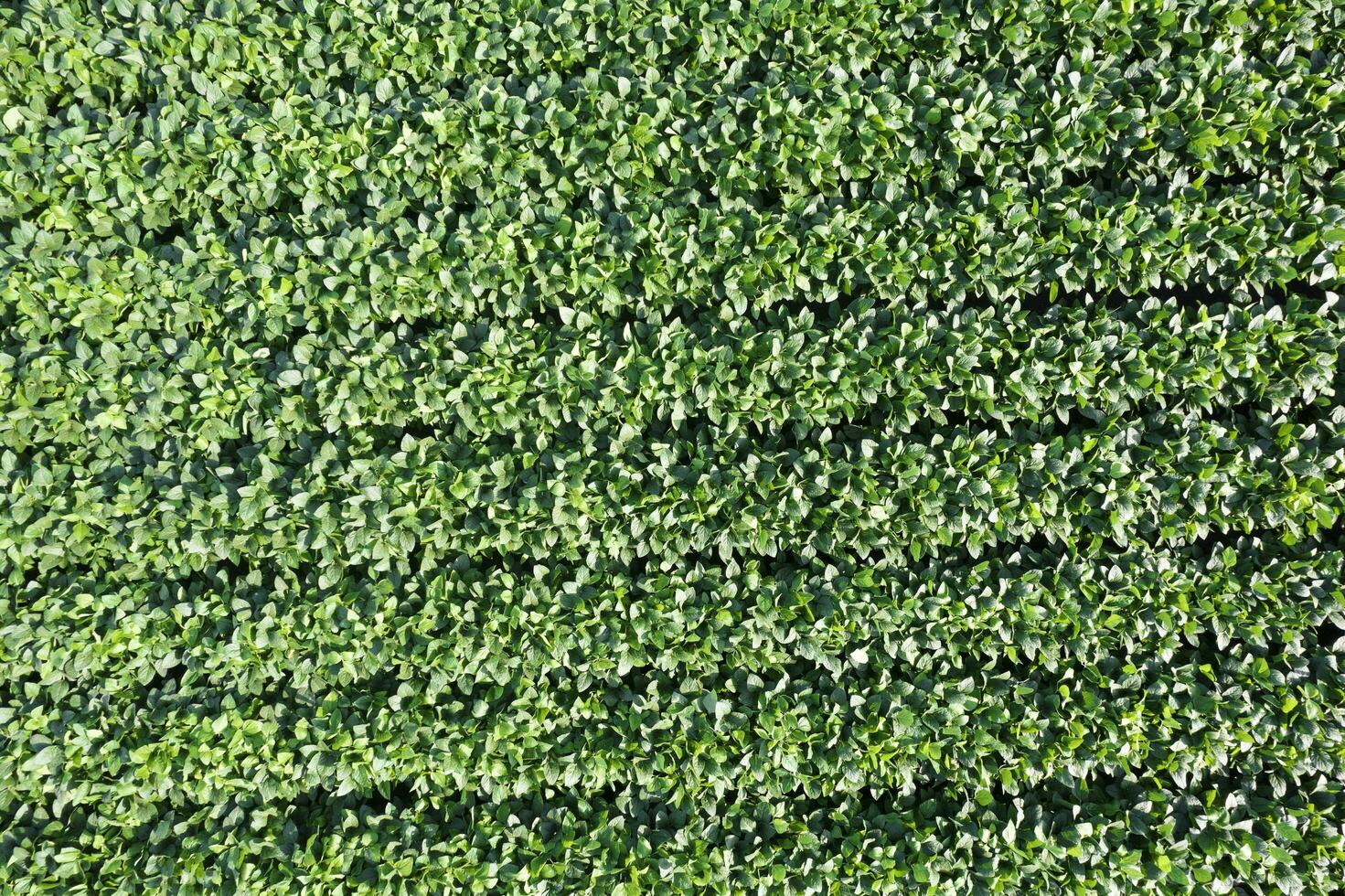 Aerial view of a field dedicated to soybean cultivation photo