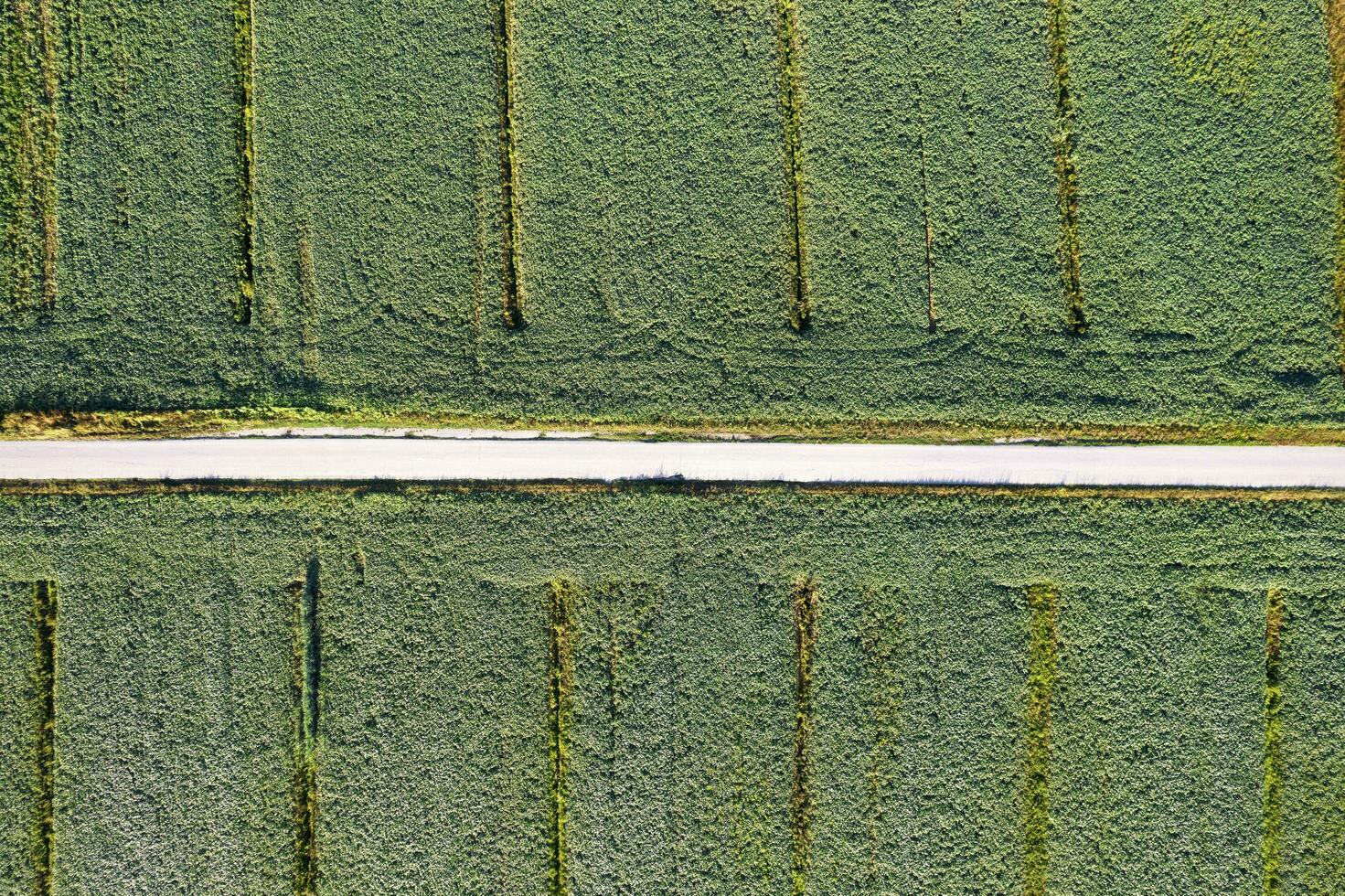 Aerial view of a field dedicated to soybean cultivation photo