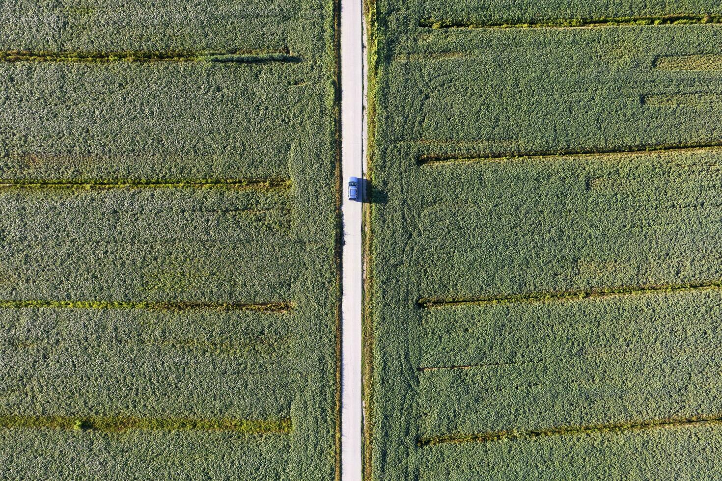 Aerial view of a field dedicated to soybean cultivation photo