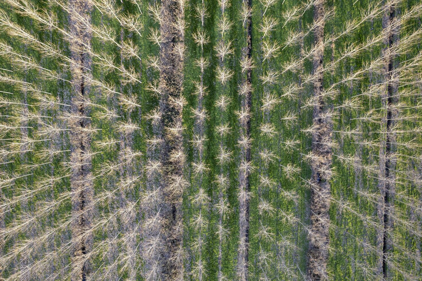 New planting of poplar trees for paper production photo