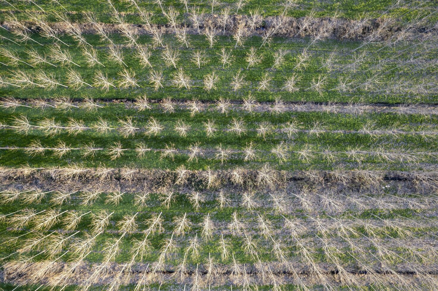 New planting of poplar trees for paper production photo