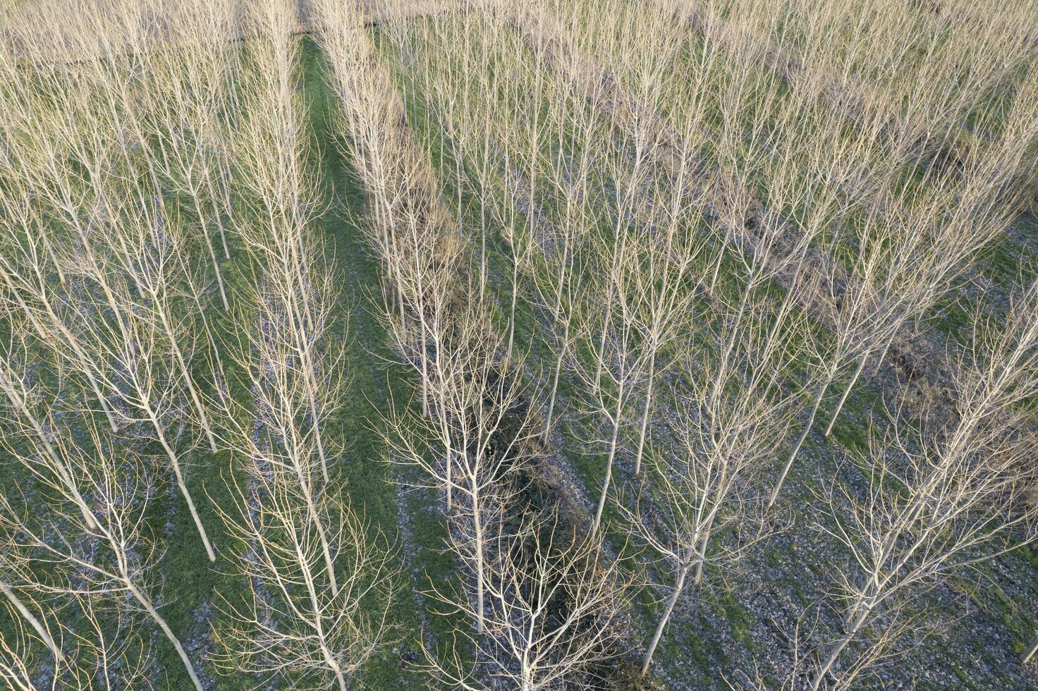 New planting of poplar trees for paper production photo