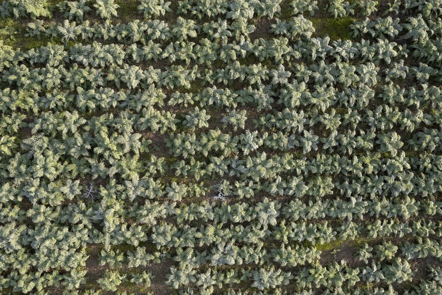Aerial view of a growing hunchback thistle winter vegetable photo