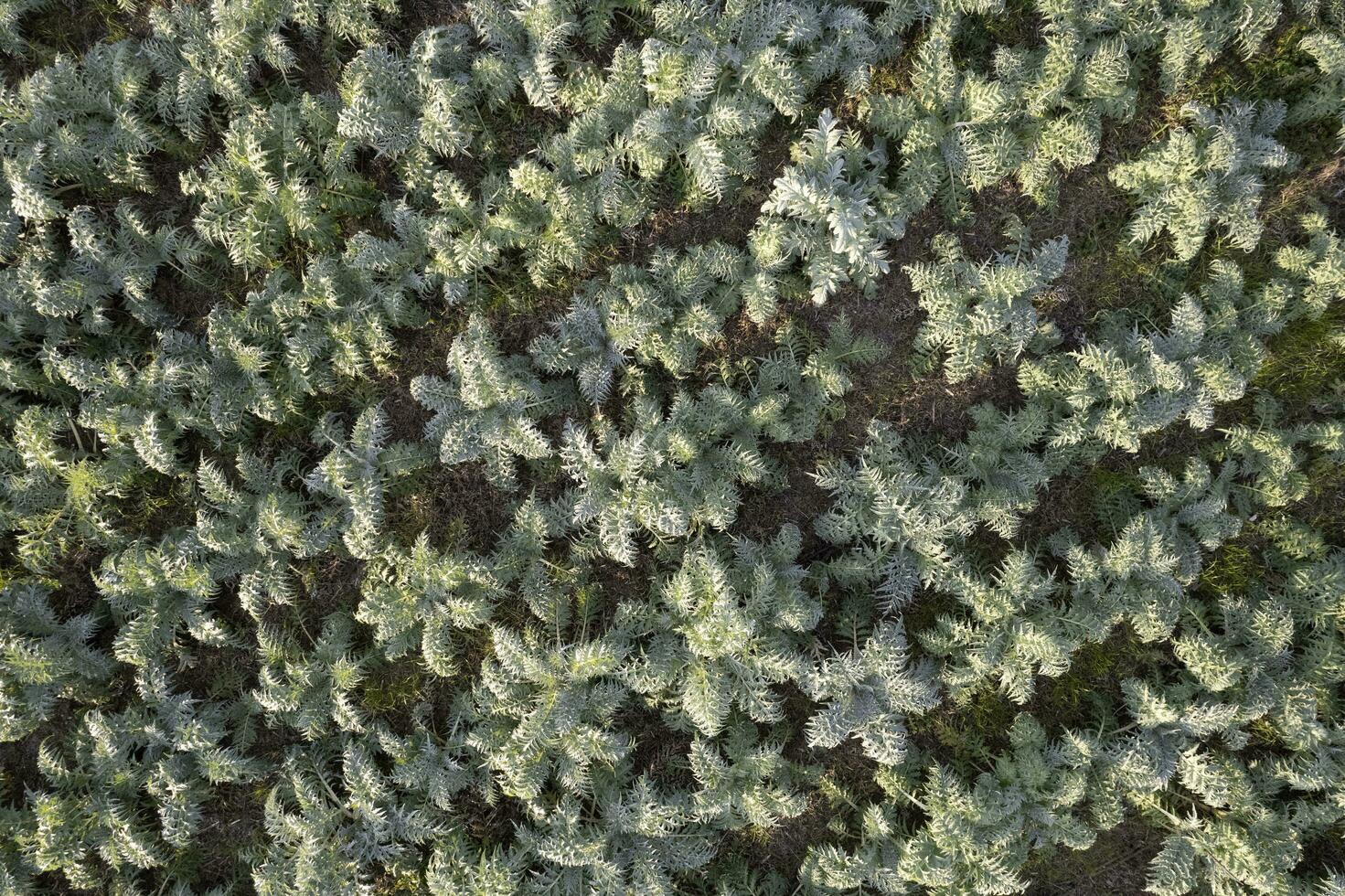 Aerial view of a growing hunchback thistle winter vegetable photo