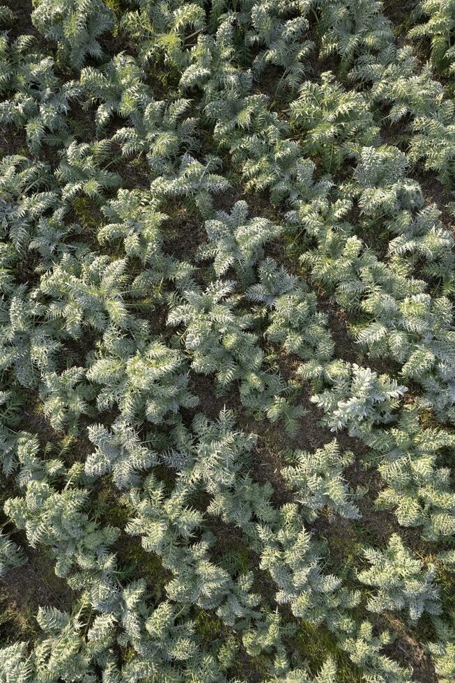 Aerial view of a growing hunchback thistle winter vegetable photo