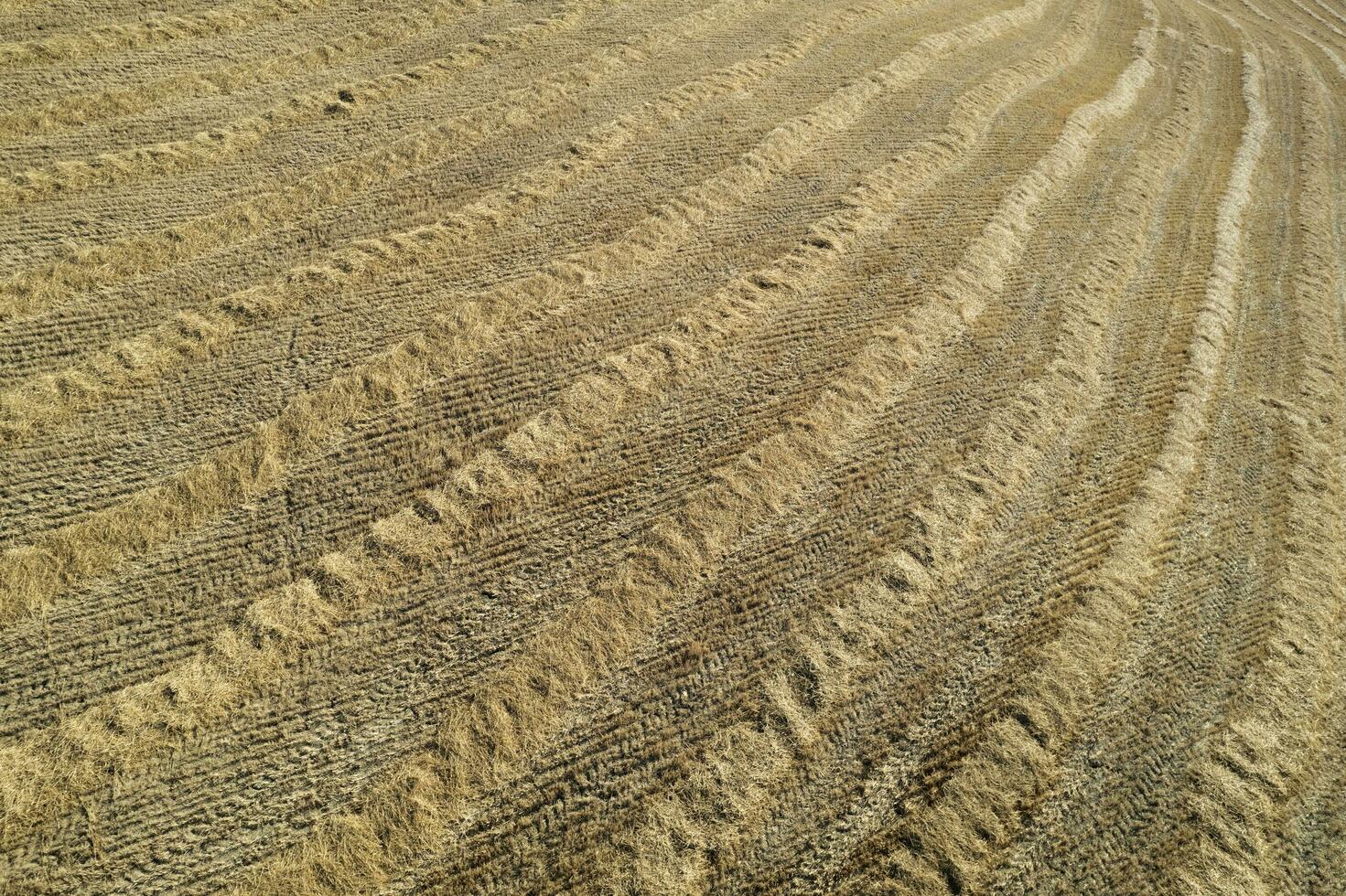 Aerial shot of a straw field left to dry photo