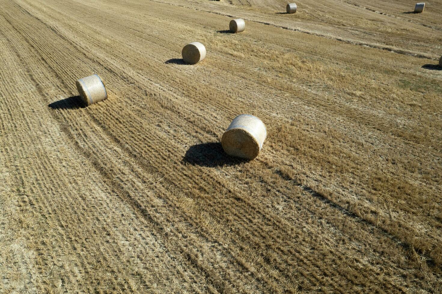 Aerial view of a round bale field in midsummer photo