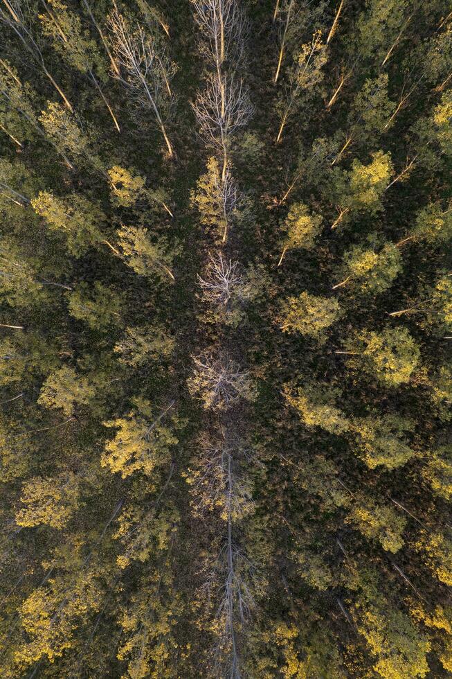Aerial view of a poplar forest for paper production photo