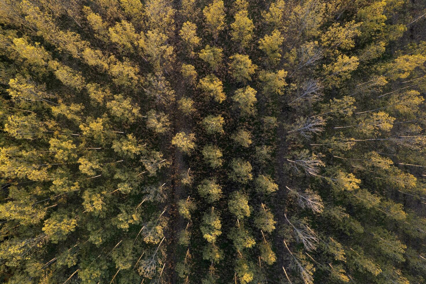 Aerial view of a poplar forest for paper production photo