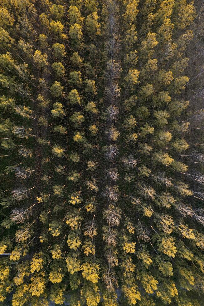 Aerial view of a poplar forest for paper production photo