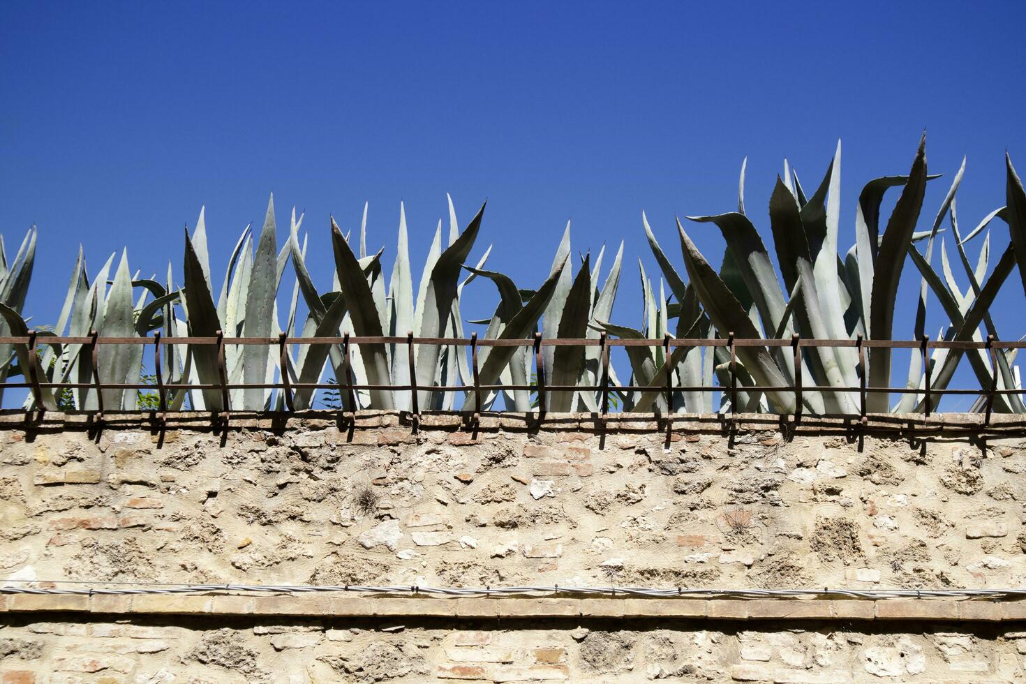 Enclosure wall with succulent plants at the top photo