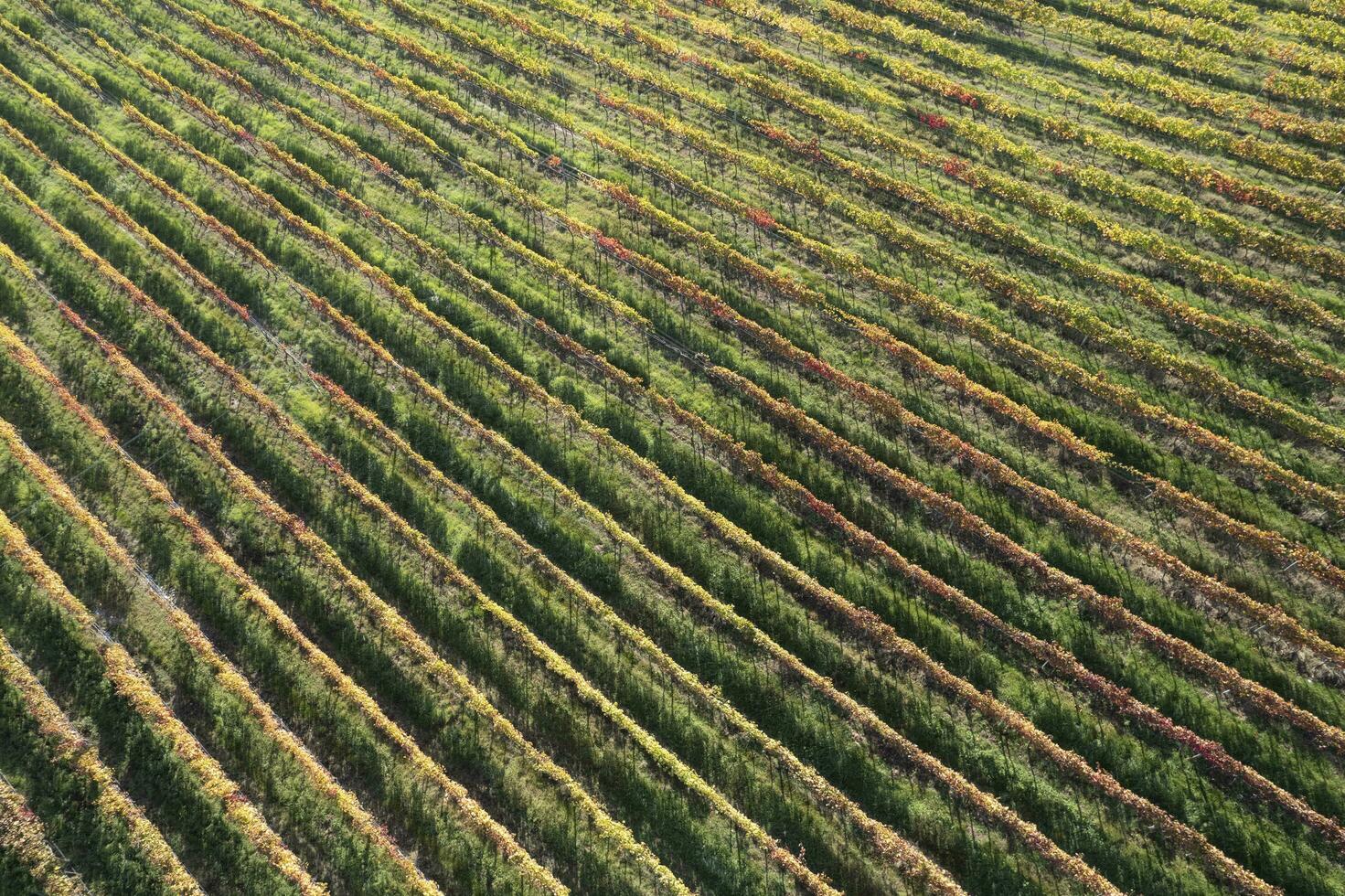 Aerial view of the rows of vines photo