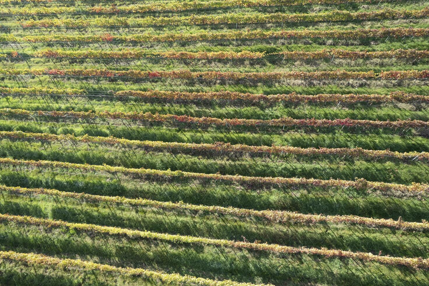 Aerial view of the rows of vines photo