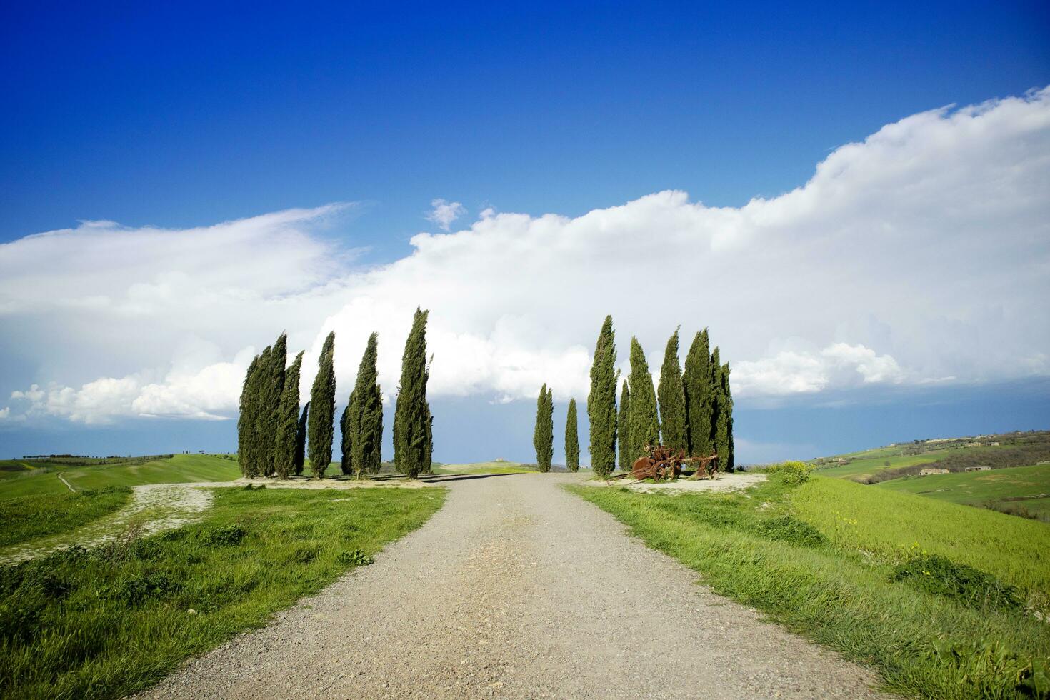 Photographic documentation of the cypresses in the province of Siena photo