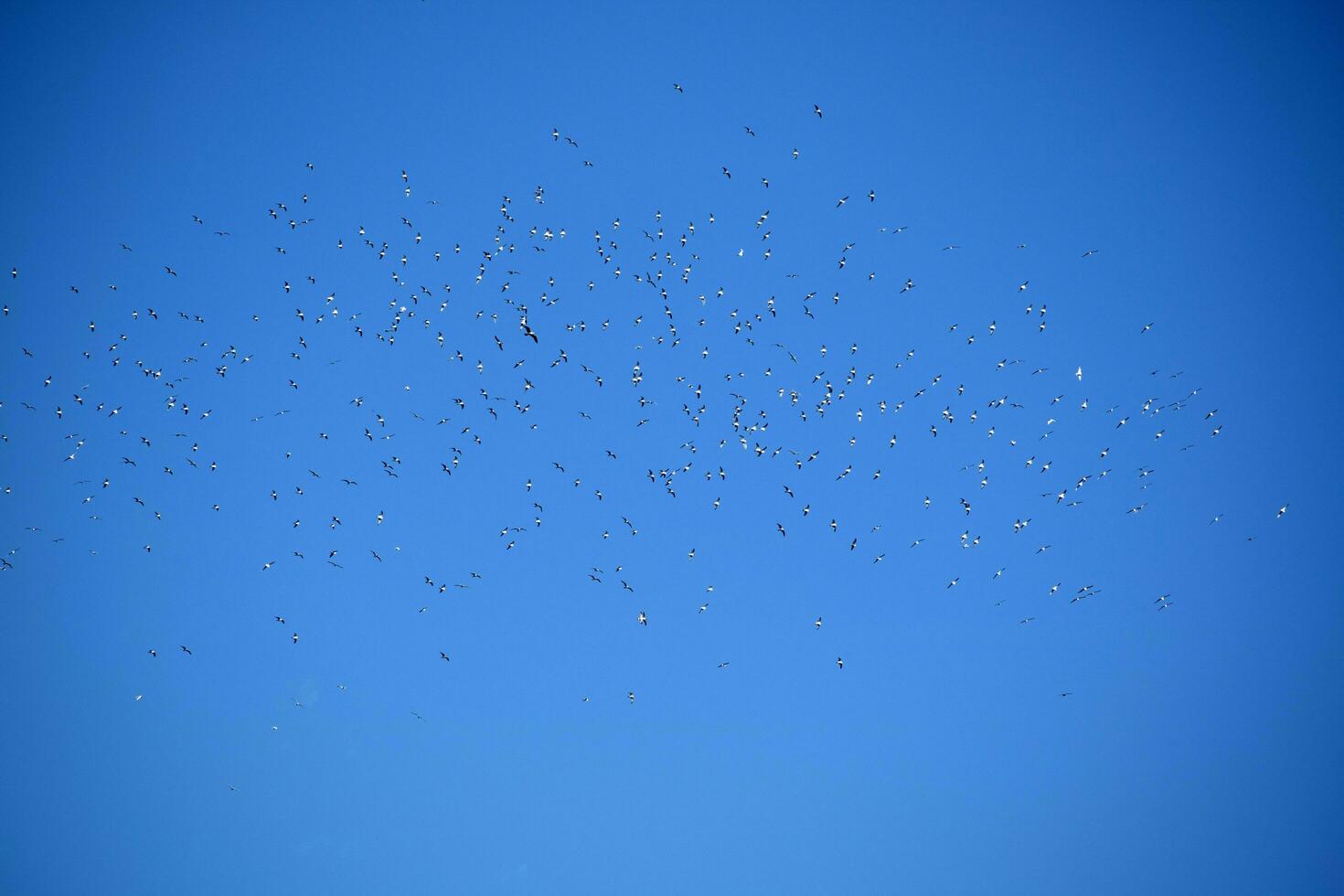 Flock of seagulls in blue sky photo