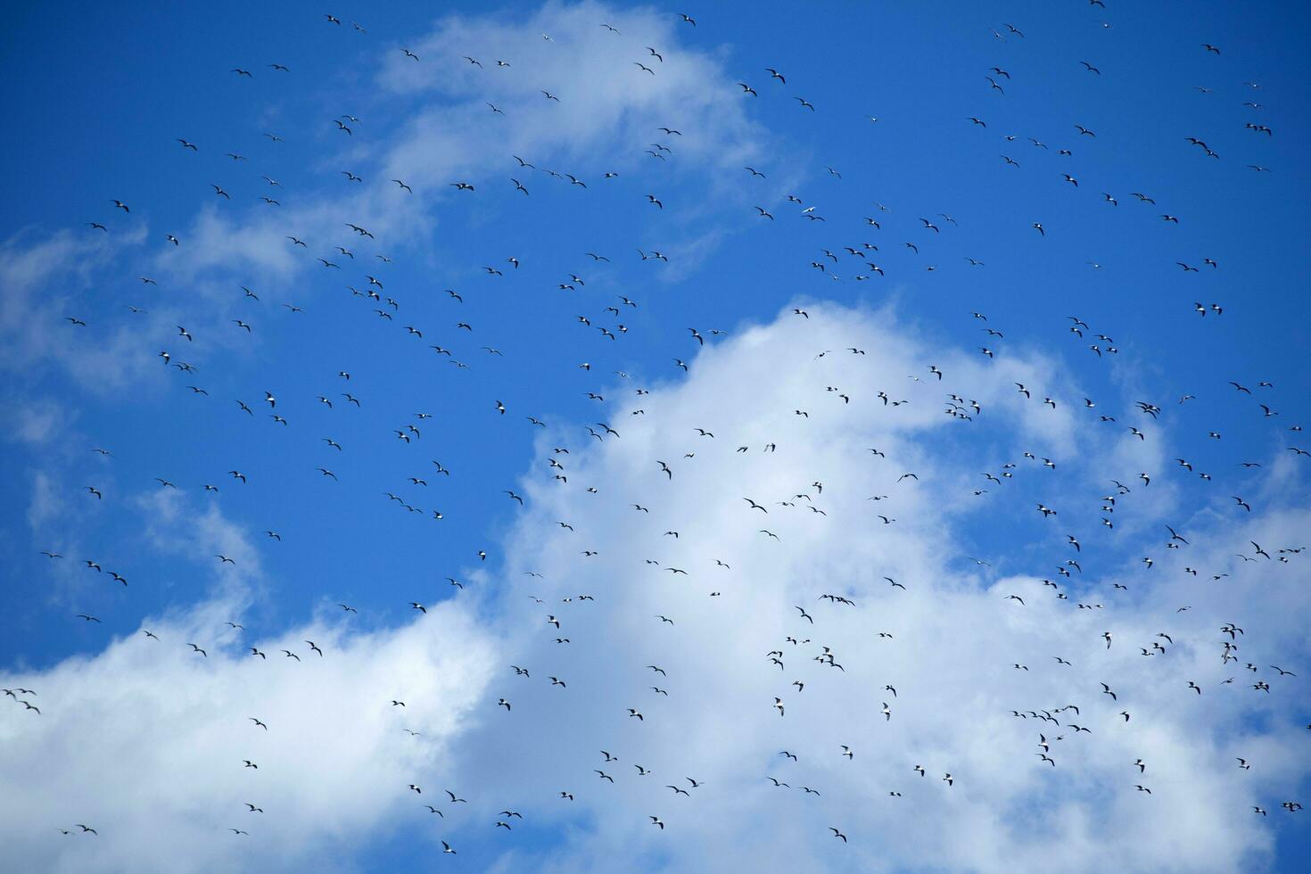 Flock of seagulls in blue sky photo