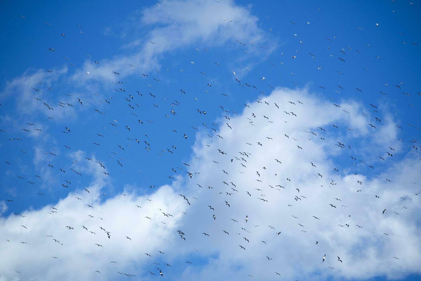 Flock of seagulls in blue sky photo