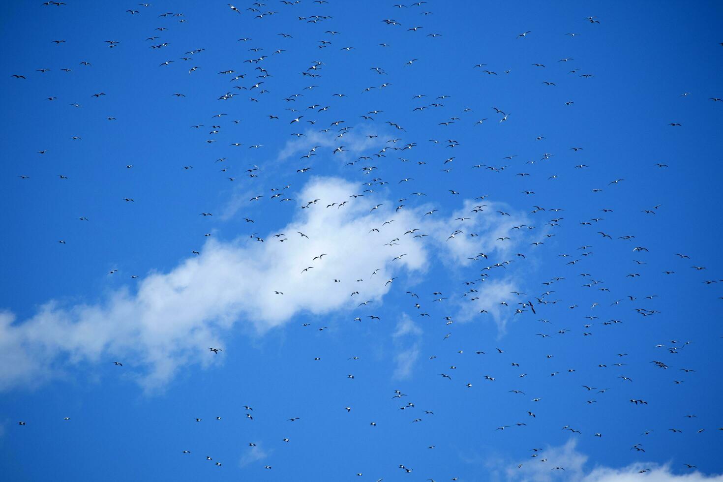 Flock of seagulls in blue sky photo