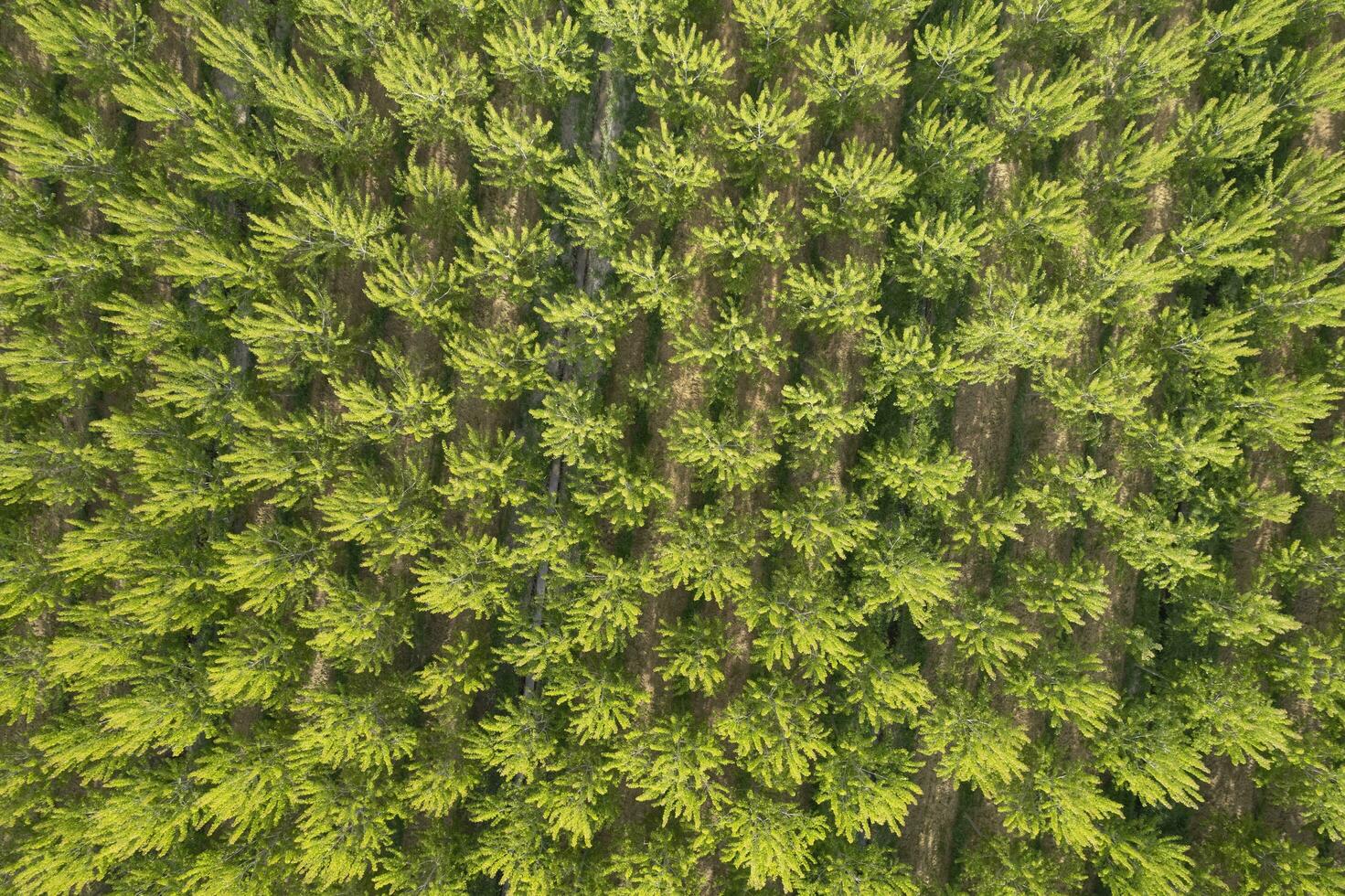 Aerial photographic shot of a poplar forest in spring photo