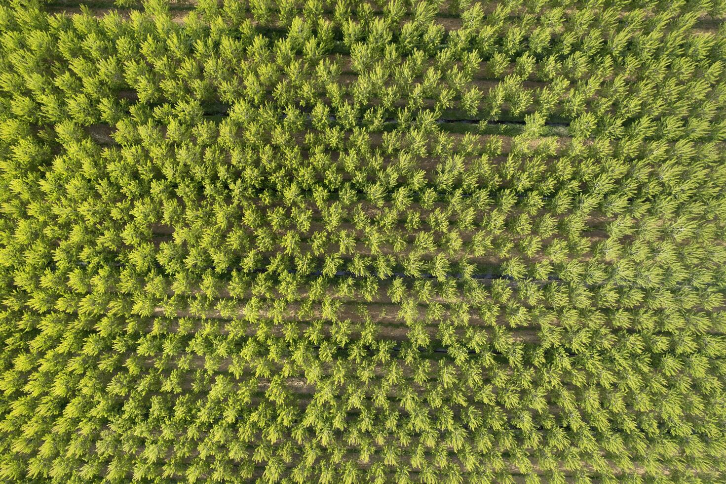 Aerial photographic shot of a poplar forest in spring photo