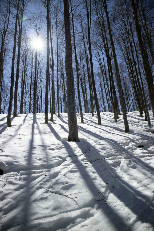 The white mantle of snow under the forest against the light photo