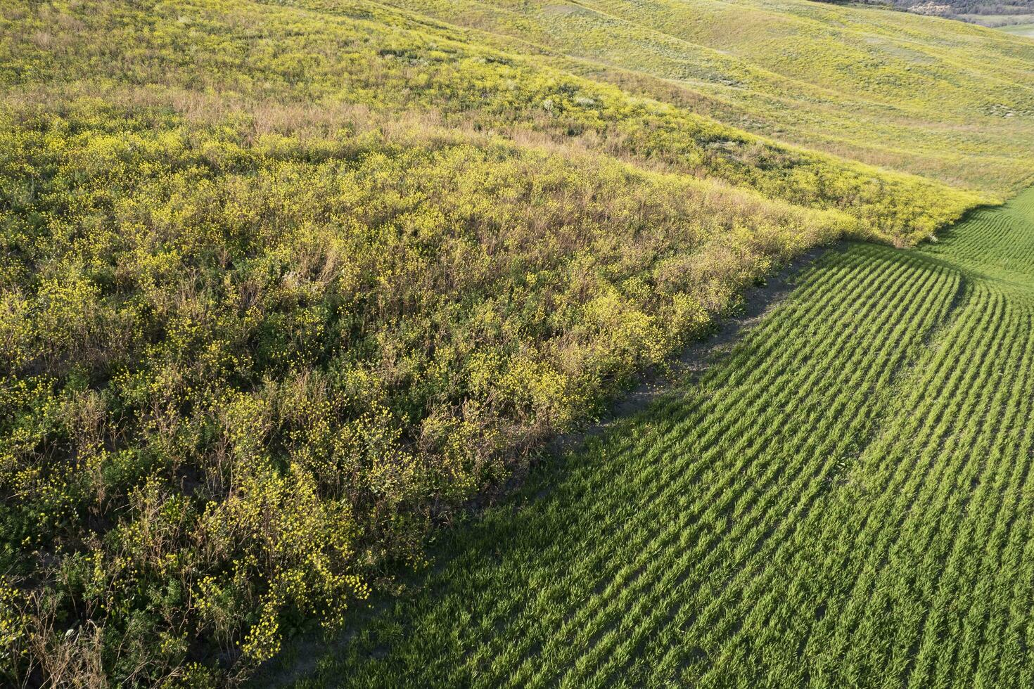 aéreo ver de campo colores en primavera foto