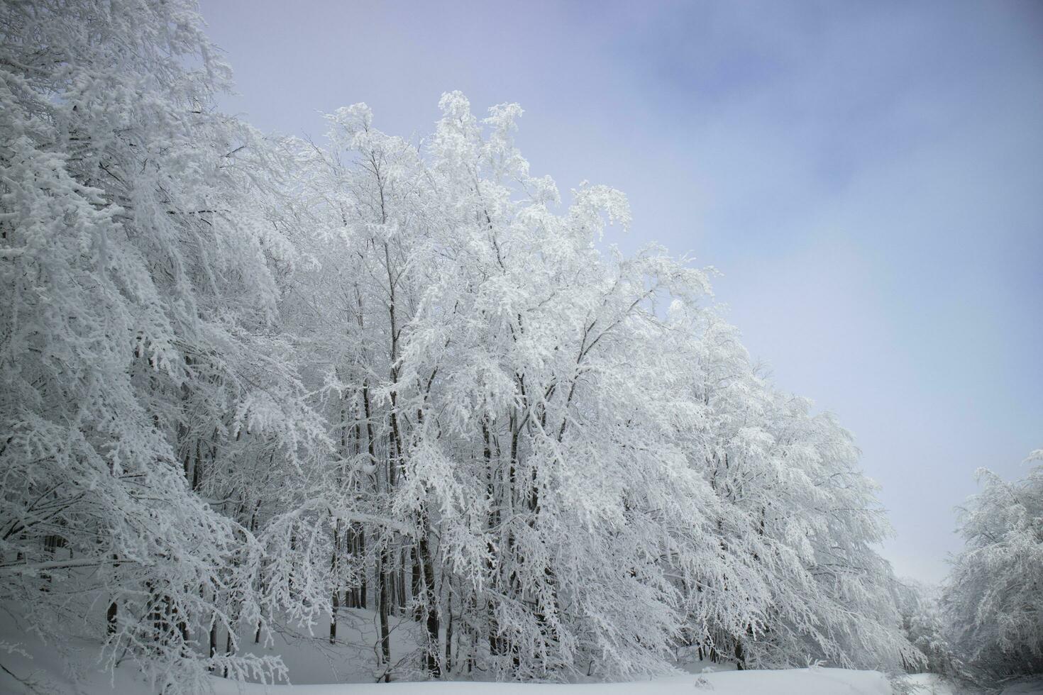 Forest after a snowfall in the morning photo