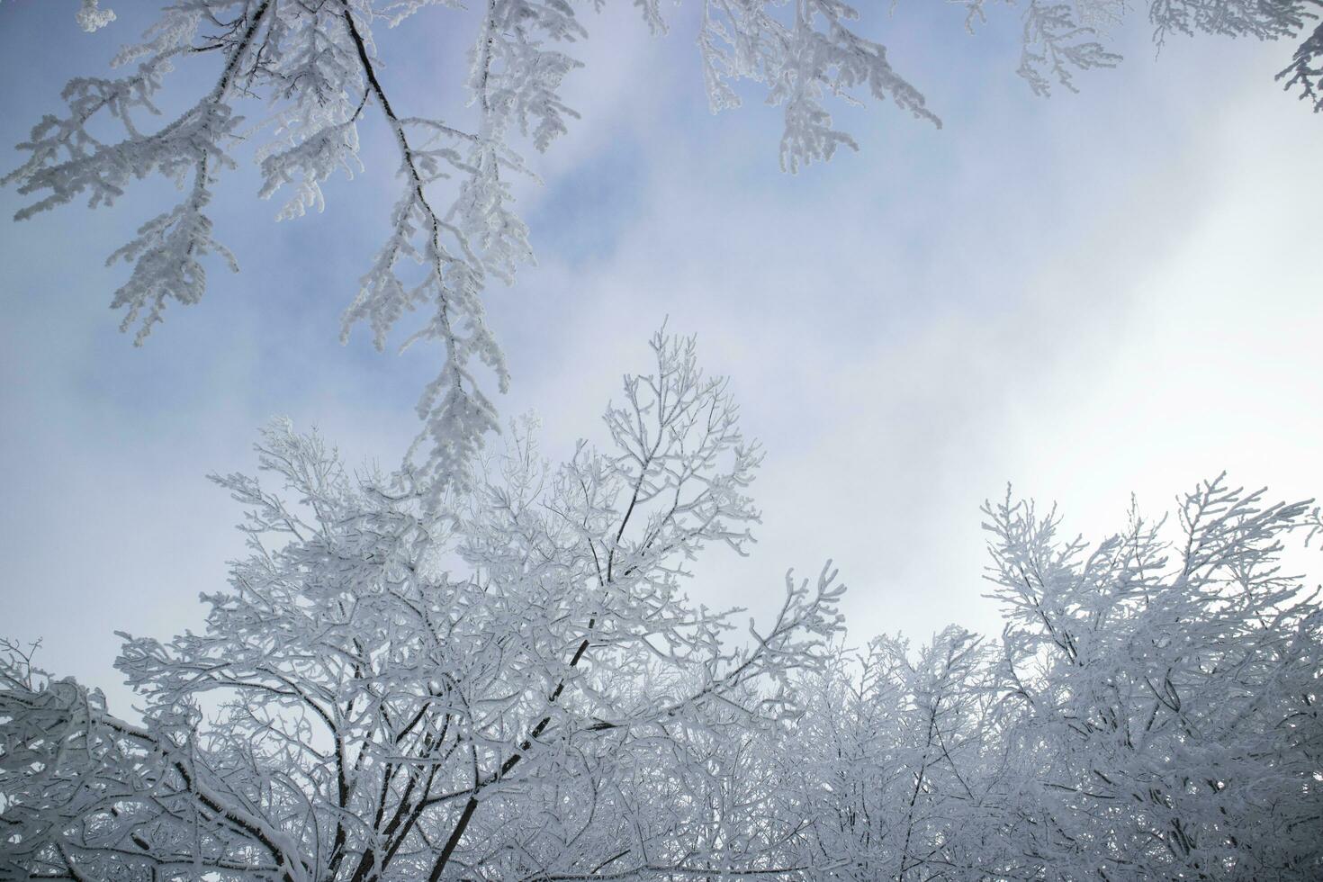 Forest after a snowfall in the morning photo