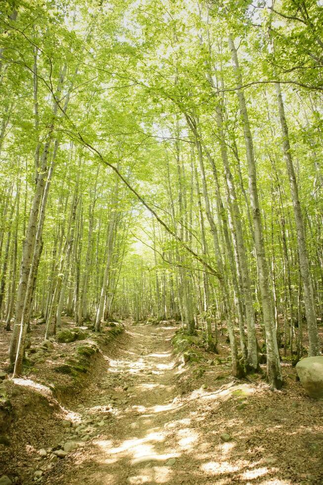 montaña camino debajo el haya bosque foto