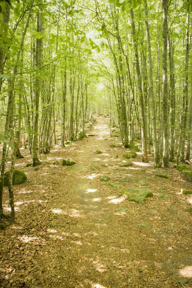 Mountain path under the beech forest photo