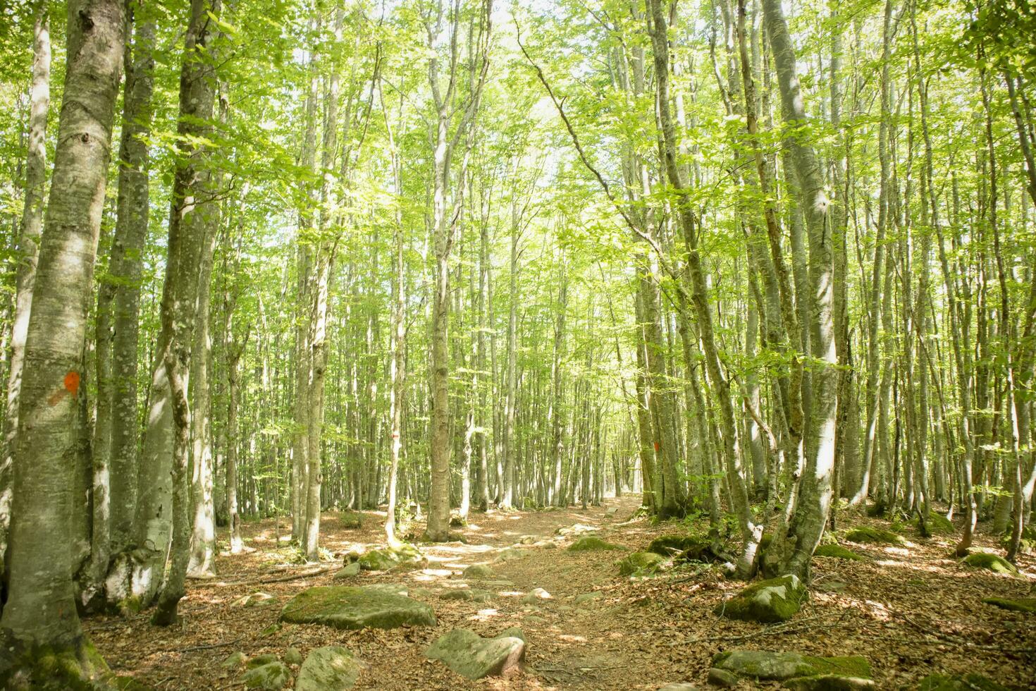 Mountain path under the beech forest photo