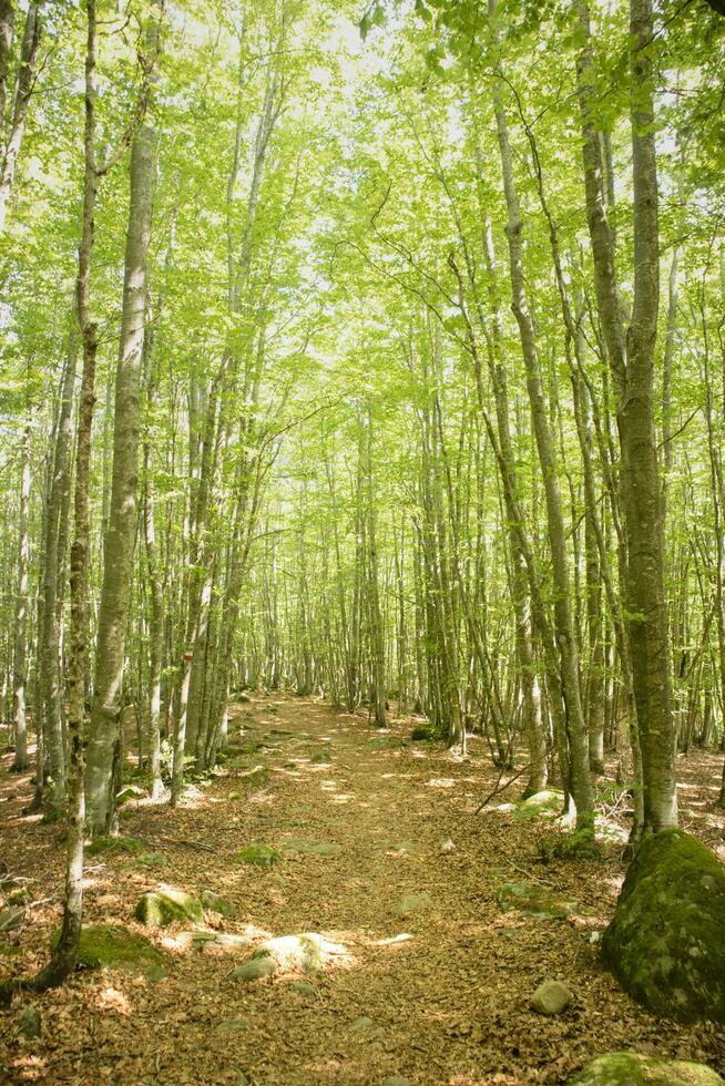 Mountain path under the beech forest photo