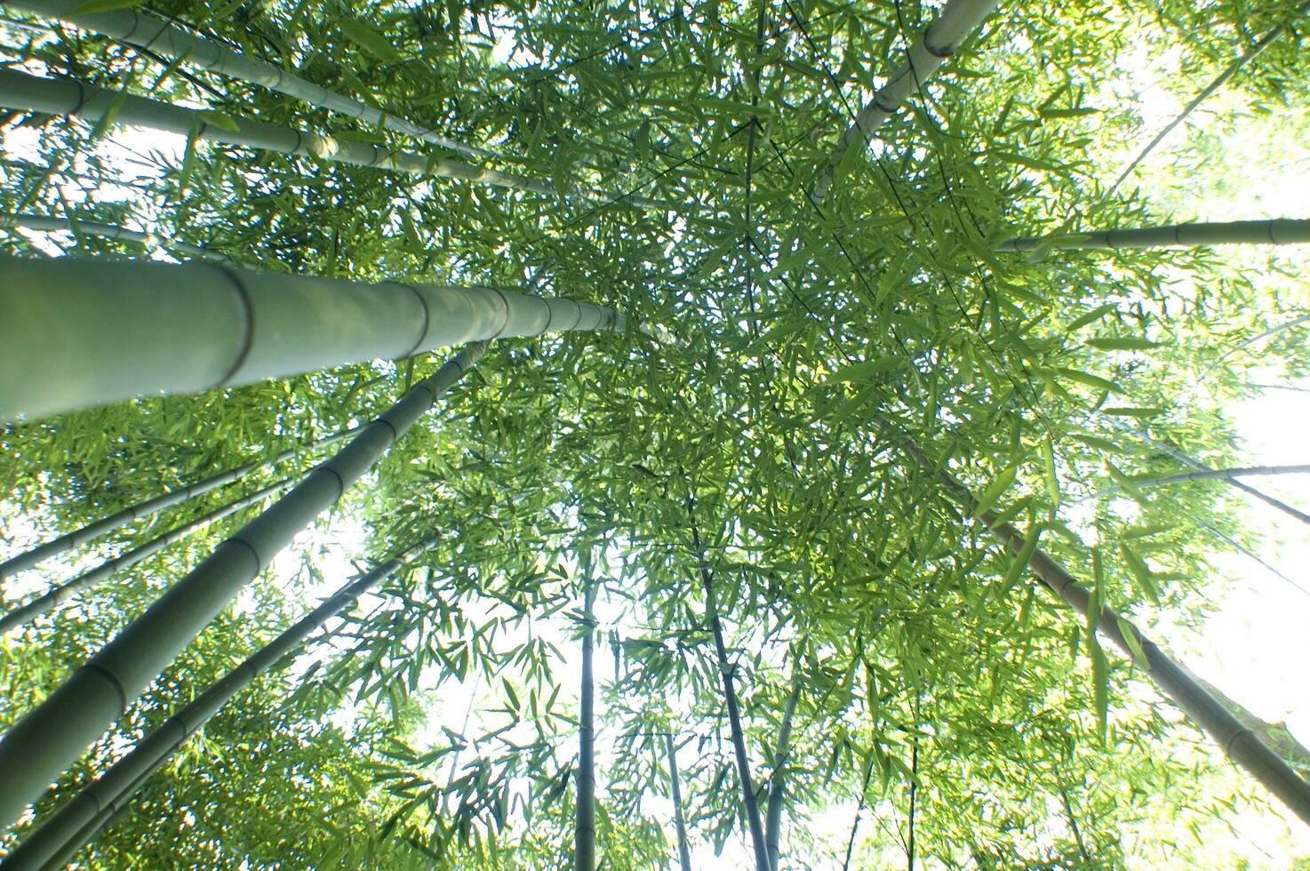a view up into the canopy of a bamboo forest photo
