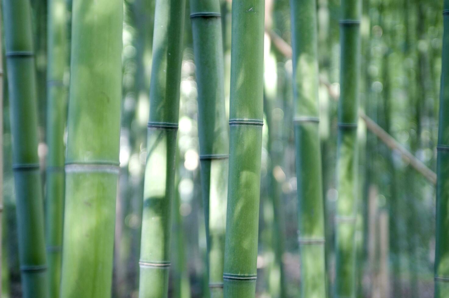 a view up into the canopy of a bamboo forest photo