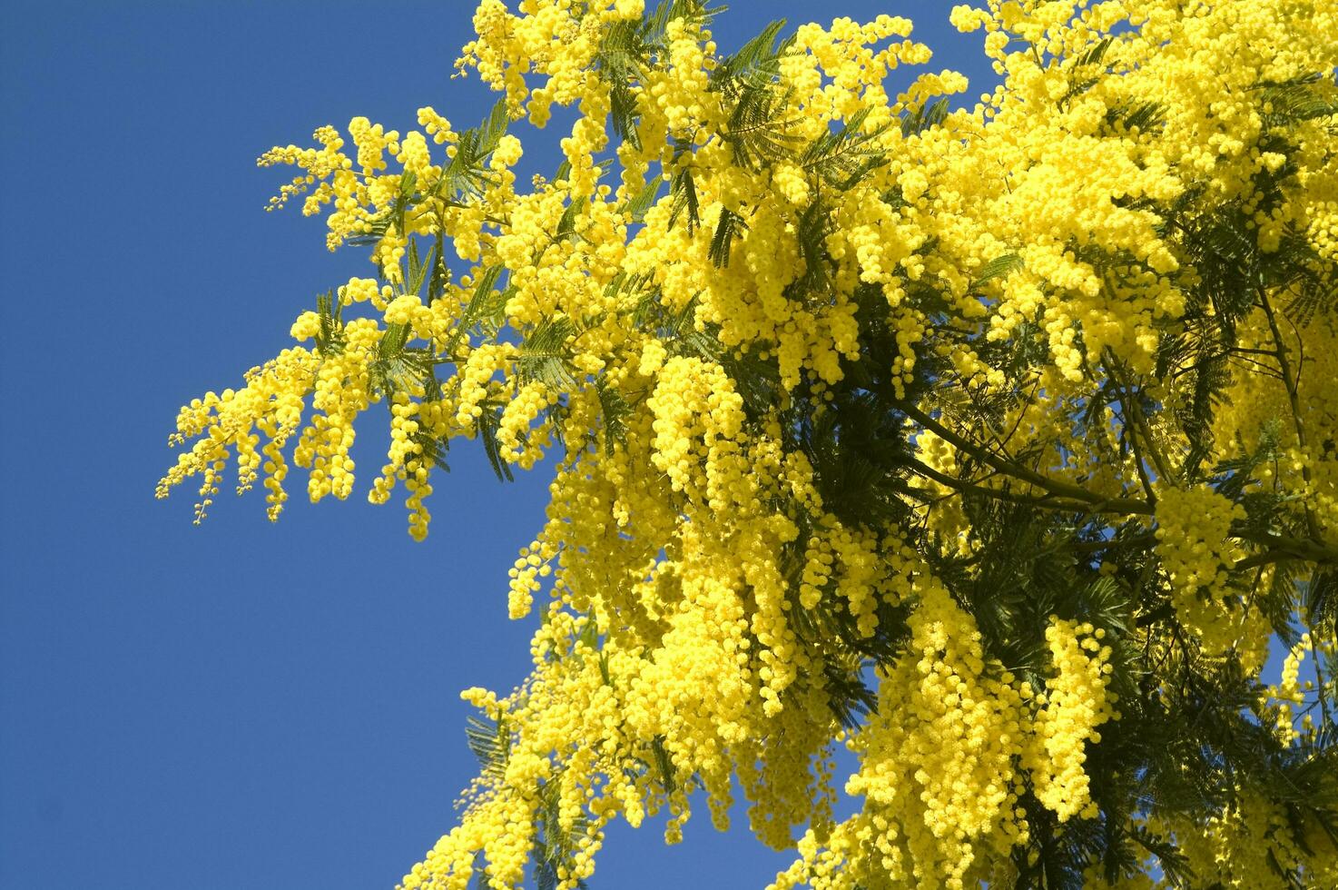 the yellow flower of the mimosa in spring photo
