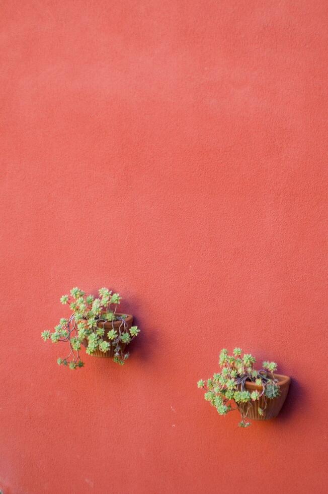 two pots of plants on a wall photo