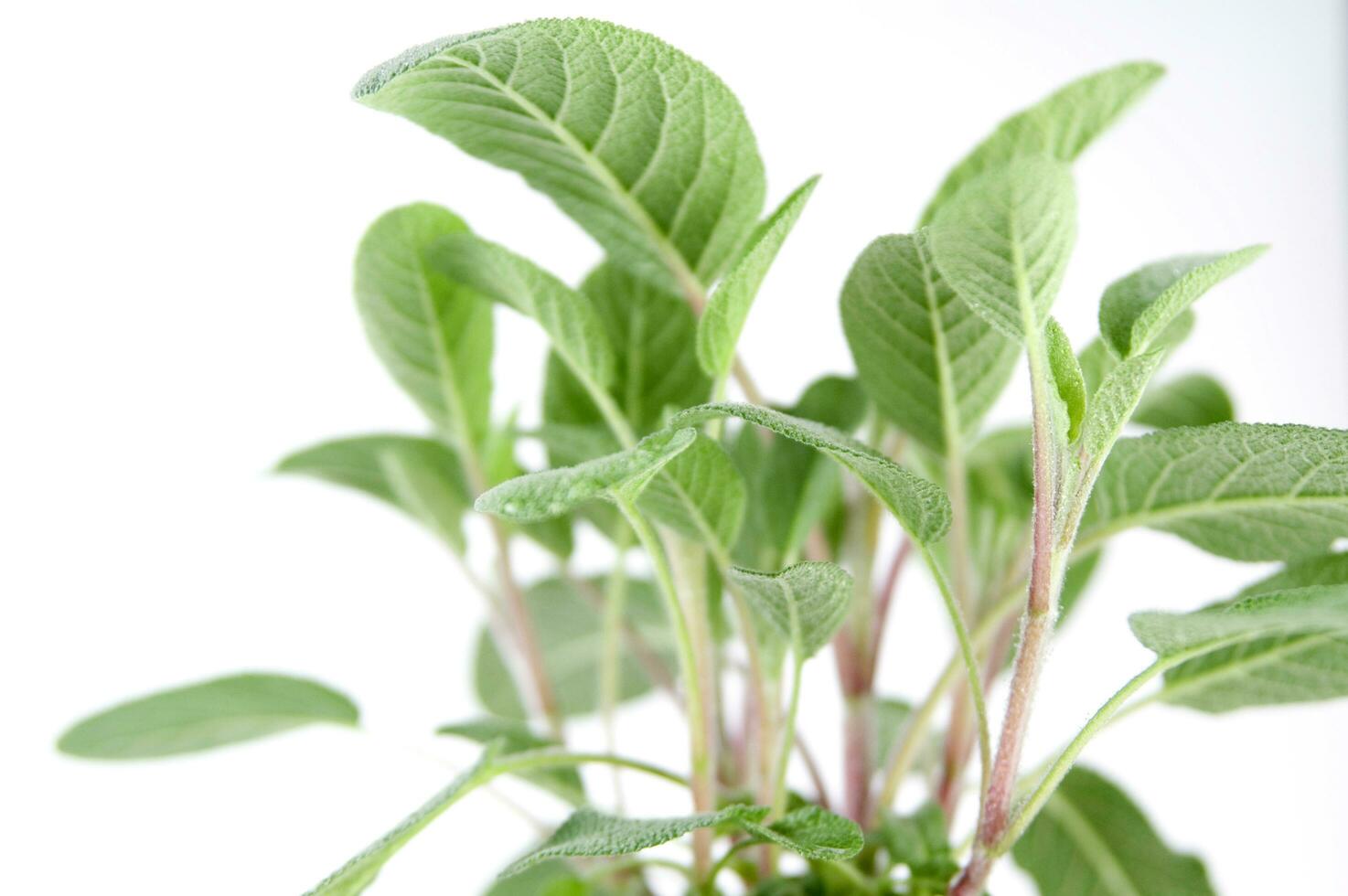rosemary plant on white background photo