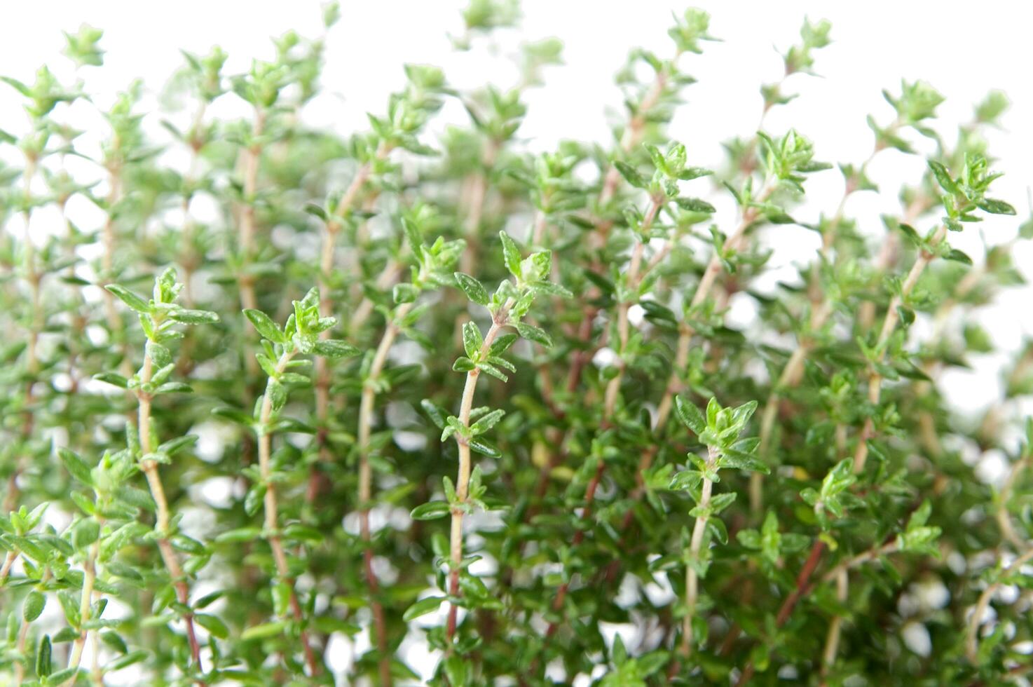 a close up of a bunch of herbs photo