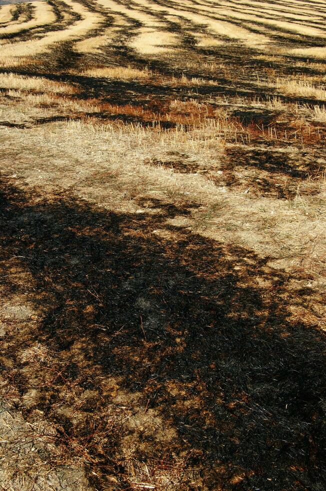 a man standing in a field with a fire hydrant photo