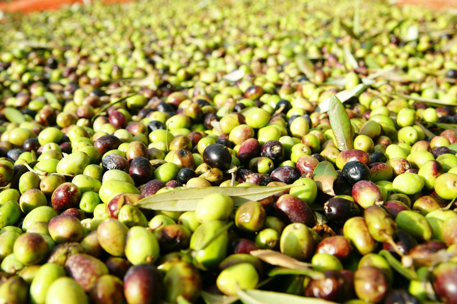 a bunch of green olives on a net photo